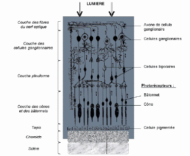 Structure de la rétine des bovins