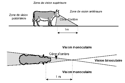 Champ de vision des bovins