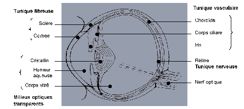 Coupe de l'oeil des bovins