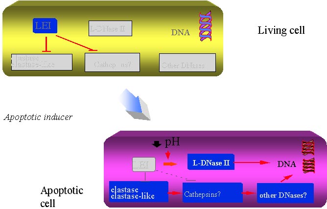 apoptotic inducer