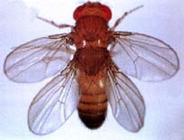 Drosophile bithorax