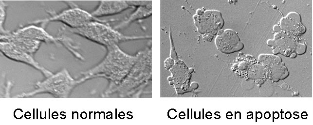 cellules apoptose