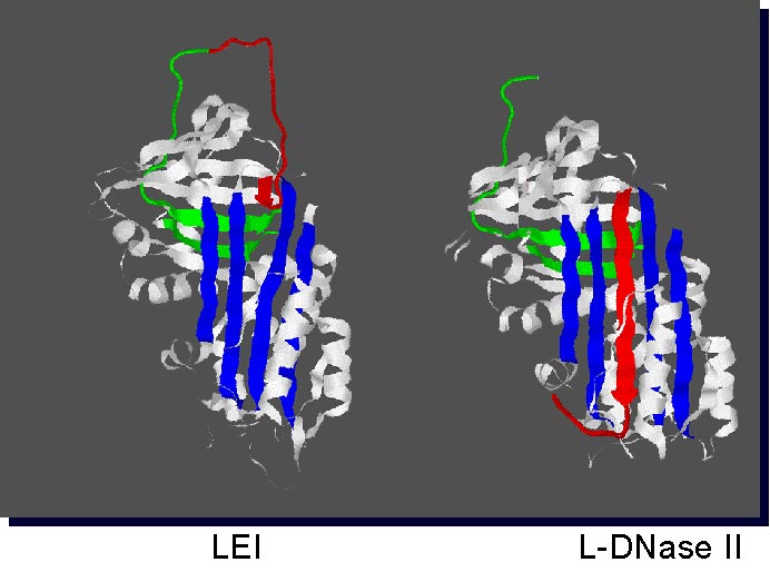 LEI L-DNase