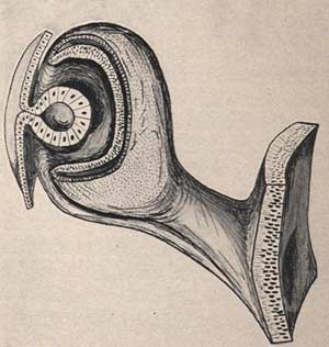 Development of the human eye