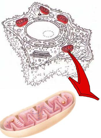 Mitochondrie