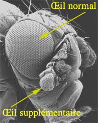 drosophila melanogaster transgénique