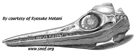 Ophtalmosaurus / ophthalmosaurus