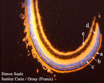 Simon Saule Institut Curie Orsay