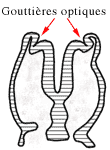 Description : coupe du cerveau à 4 semaines