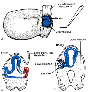 travaux de Spemann